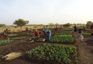 Afrique Agri Solaire