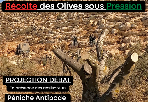 Récolte des Olives sous Pression